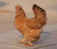 庆丰收丨北京家禽产业引领发展的70年