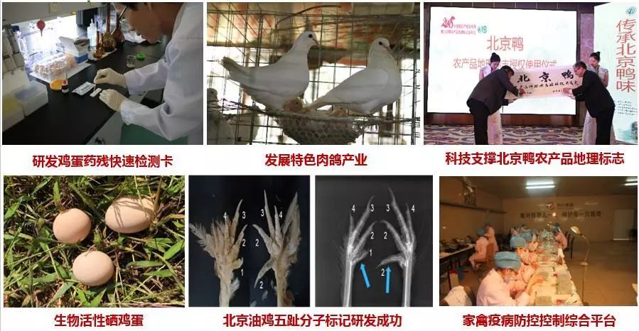 庆丰收丨北京家禽产业引领发展的70年