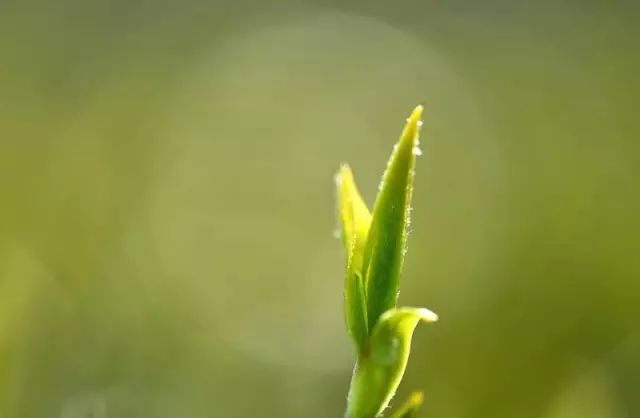 买它！谢谢你，为宣恩拼过单