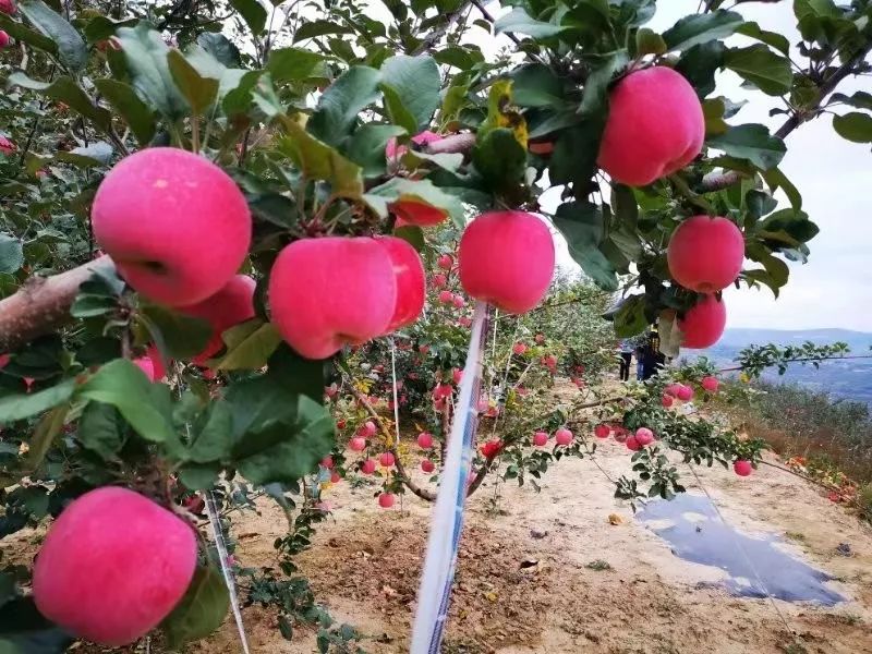 今年苹果卖不出去什么原因,卖不掉的苹果怎么处理