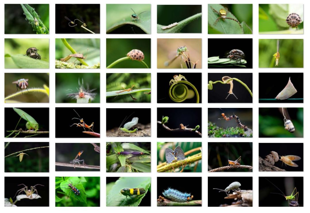 有声有色摄影展|24名摄影人，拍下了值得你遇见的南城