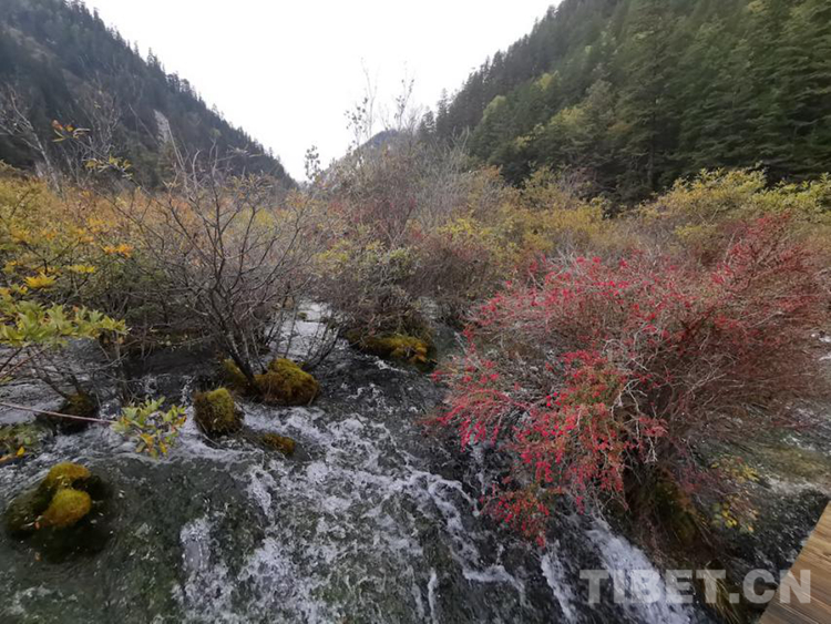 海外评九寨沟,九寨沟国外评论