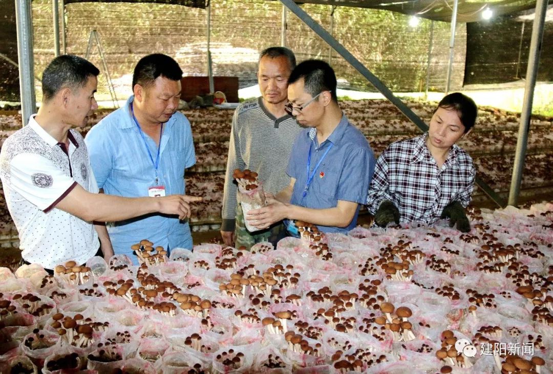 【壮丽七十年·奋斗新时代】莒口:生态环境“高颜值”,绿色发展“高质量”