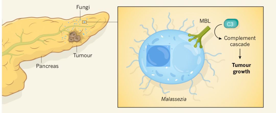 Gastroenterology封面：双歧杆菌可防治阿司匹林引起的溃疡；胶带测儿童湿疹|知几研究速递Vol.33