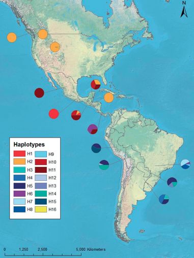 “你看那个人,好像在用浣熊投毒。”