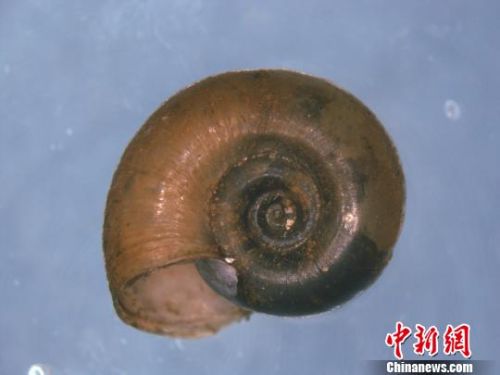 曼氏迭宫绦虫裂头蚴常见寄生位置,曼氏血吸虫蠕虫