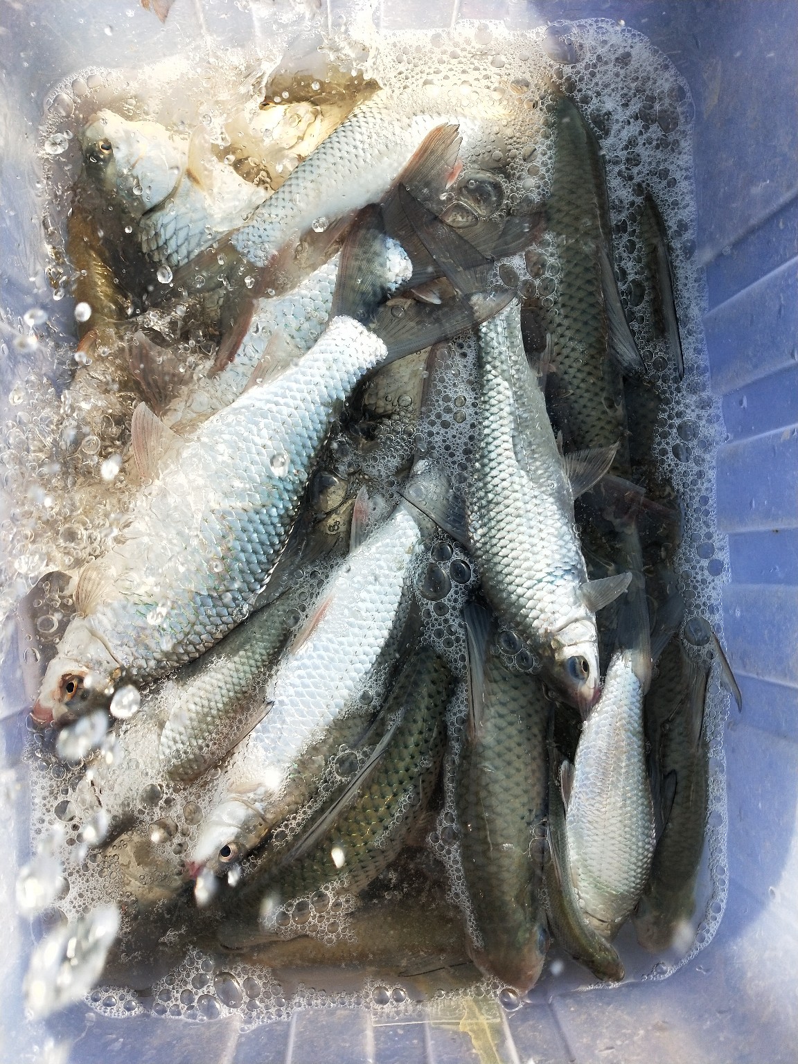 老少皆宜！家庭版豆豉鲮鱼的制作全过程