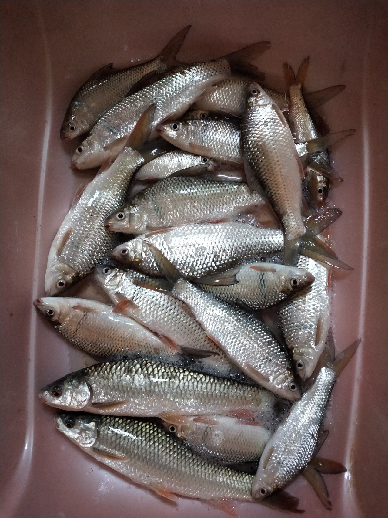 老少皆宜！家庭版豆豉鲮鱼的制作全过程