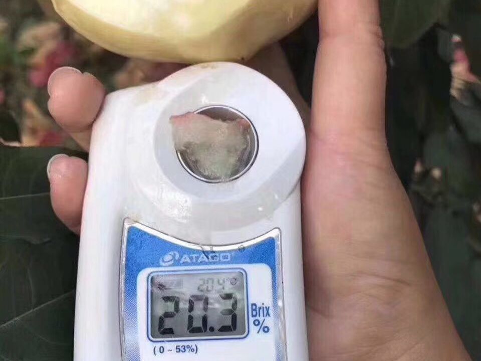 甜度远超桃子,打破吉尼斯纪录最甜的桃子