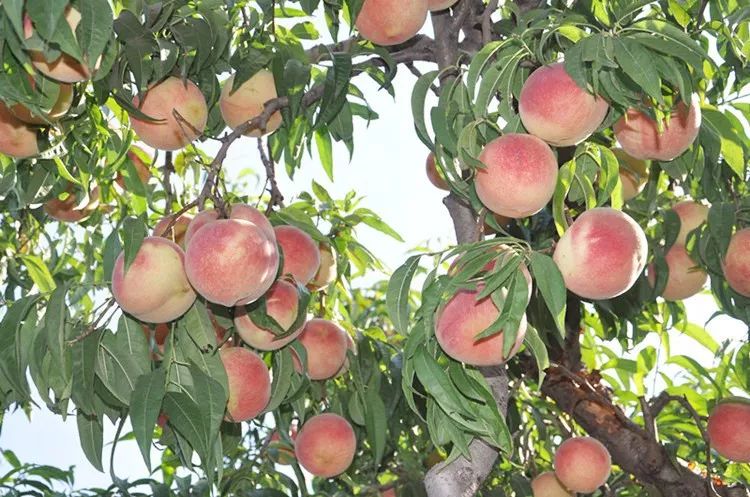 甜度远超桃子,打破吉尼斯纪录最甜的桃子