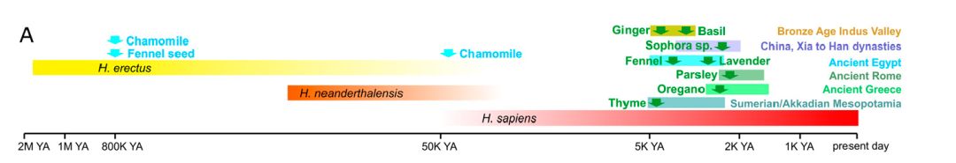 草药治高血压,德国治疗高血压的中药
