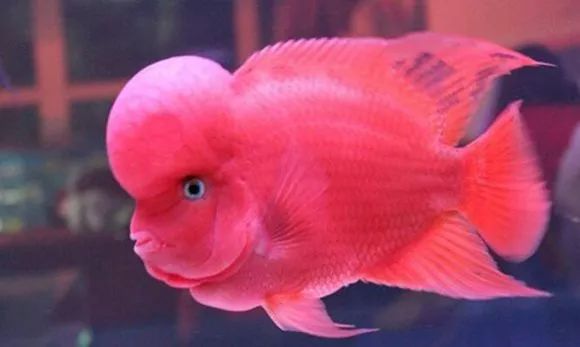 红马的最佳进攻方法,红马新手入门讲解