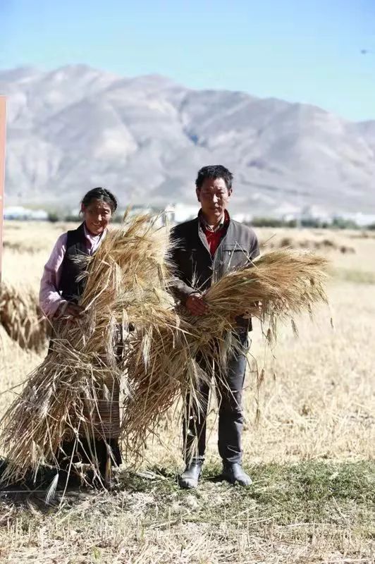 一道菜的扶贫之旅:青稞、流量与食客