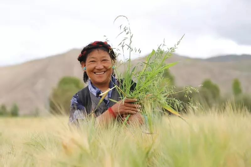 一道菜的扶贫之旅:青稞、流量与食客