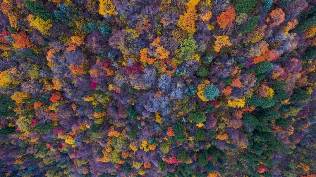 最美川西看彩林推荐地,美哭了这才是虹口秋天最美的地方