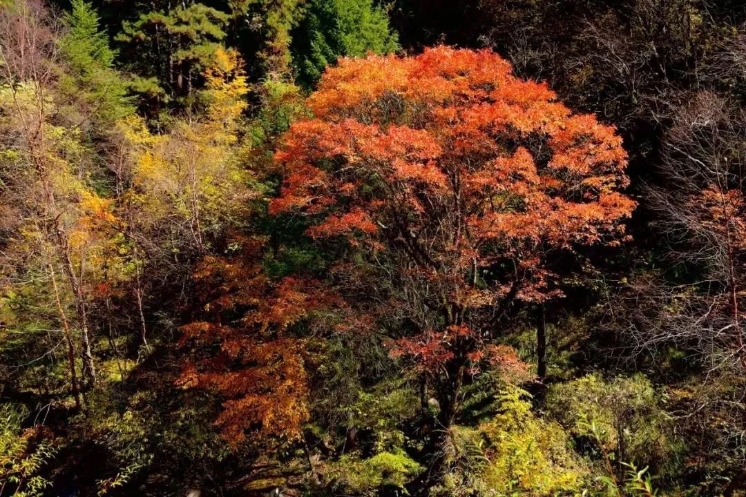 最美川西看彩林推荐地,美哭了这才是虹口秋天最美的地方