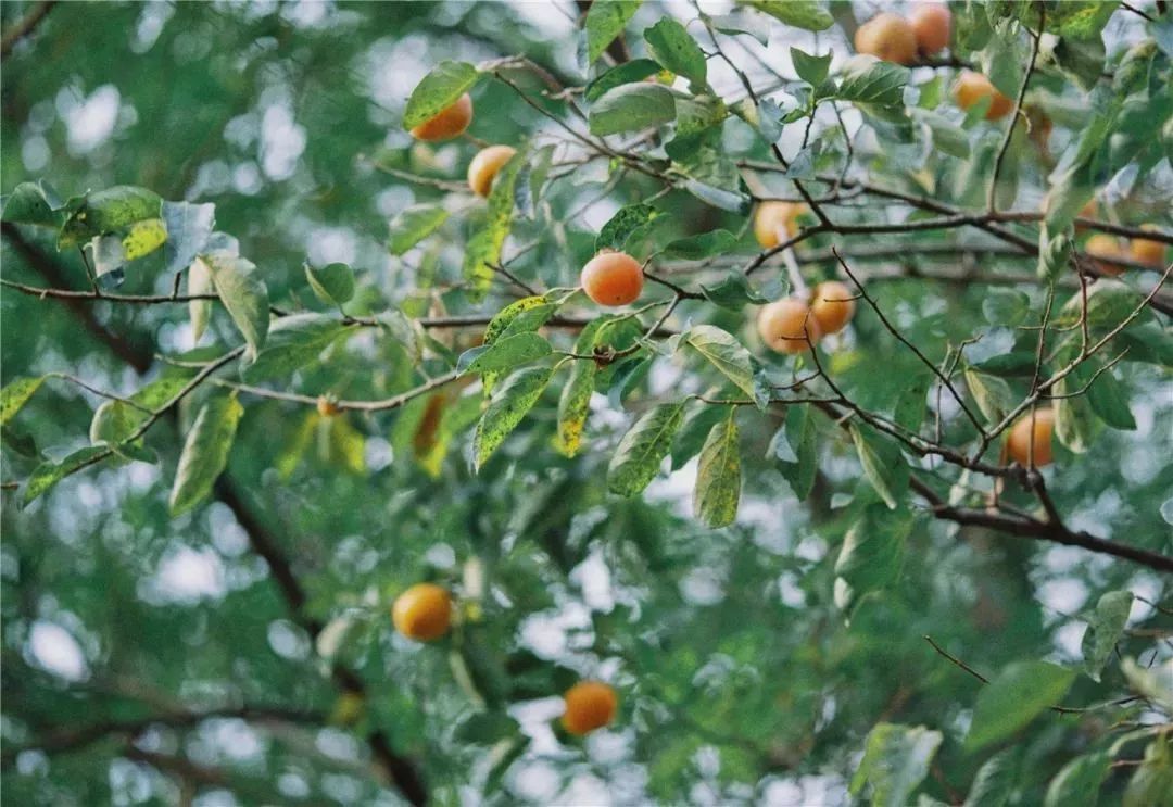 耗时3年的花间堂创始人新作,以船代步揭开杭城小众一面