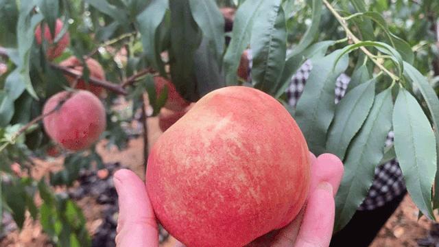 金秋红蜜正宗做法,金秋红蜜的特点