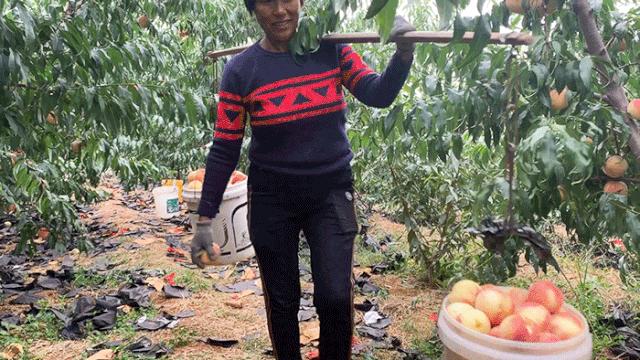 金秋红蜜正宗做法,金秋红蜜的特点