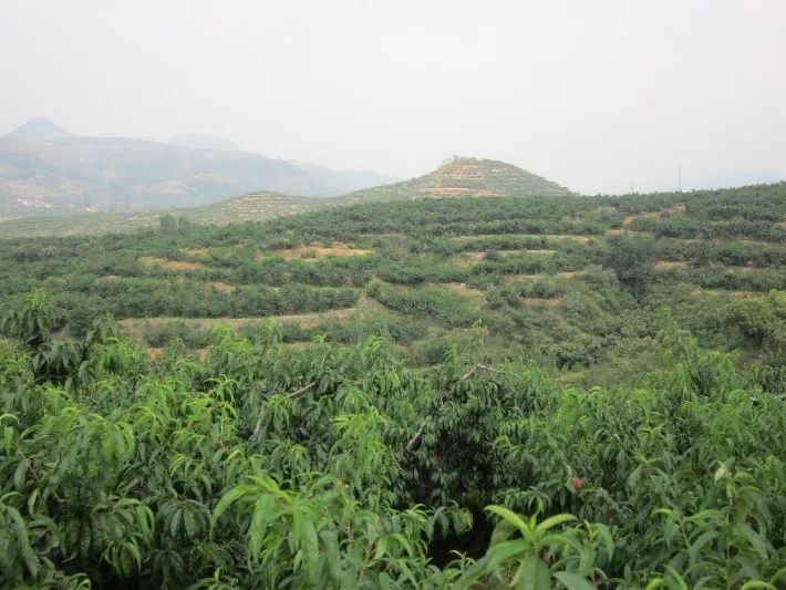 甜度远超桃子,打破吉尼斯纪录最甜的桃子