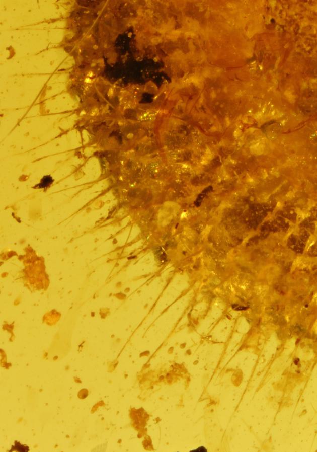 白色蜗牛壳的蜗牛长什么样,真实的蜗牛的壳里面长什么样