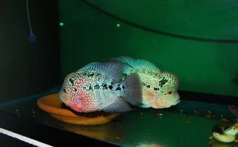 罗汉鱼刚出生图片,罗汉鱼是杂交鱼