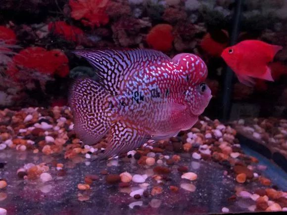 罗汉鱼刚出生图片,罗汉鱼是杂交鱼