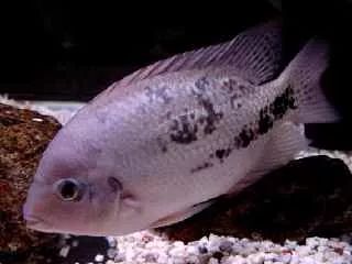 罗汉鱼刚出生图片,罗汉鱼是杂交鱼