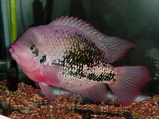 罗汉鱼刚出生图片,罗汉鱼是杂交鱼