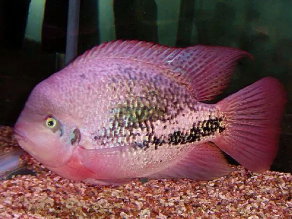 罗汉鱼刚出生图片,罗汉鱼是杂交鱼