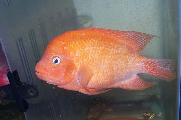 罗汉鱼刚出生图片,罗汉鱼是杂交鱼