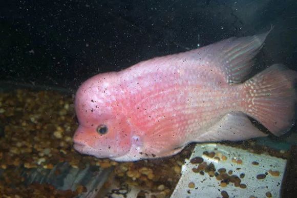 罗汉鱼刚出生图片,罗汉鱼是杂交鱼