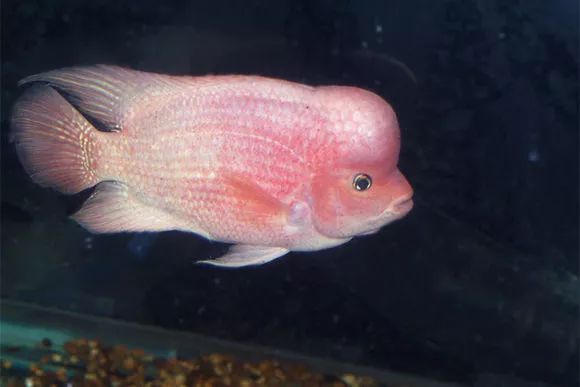 罗汉鱼刚出生图片,罗汉鱼是杂交鱼