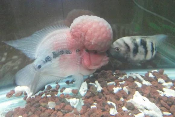 罗汉鱼刚出生图片,罗汉鱼是杂交鱼