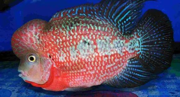 罗汉鱼刚出生图片,罗汉鱼是杂交鱼