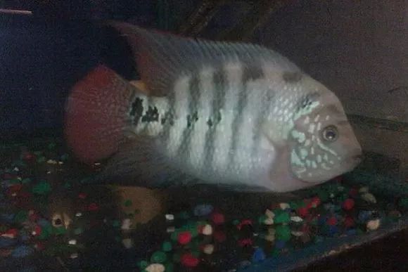 罗汉鱼刚出生图片,罗汉鱼是杂交鱼