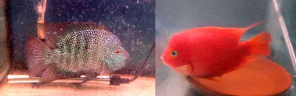 罗汉鱼刚出生图片,罗汉鱼是杂交鱼