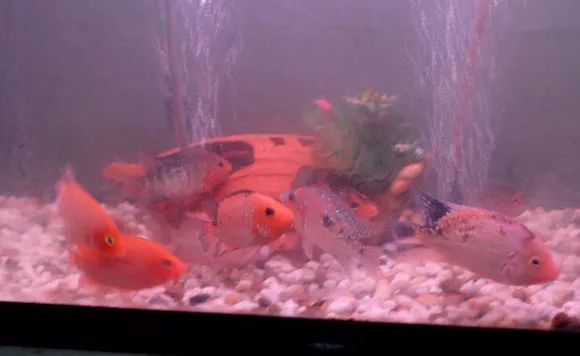 罗汉鱼刚出生图片,罗汉鱼是杂交鱼