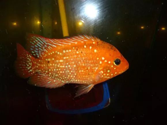 罗汉鱼刚出生图片,罗汉鱼是杂交鱼