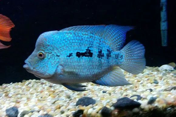 罗汉鱼刚出生图片,罗汉鱼是杂交鱼