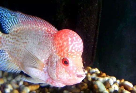 罗汉鱼刚出生图片,罗汉鱼是杂交鱼