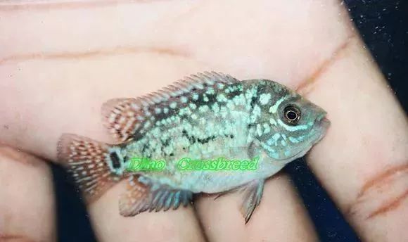 罗汉鱼刚出生图片,罗汉鱼是杂交鱼