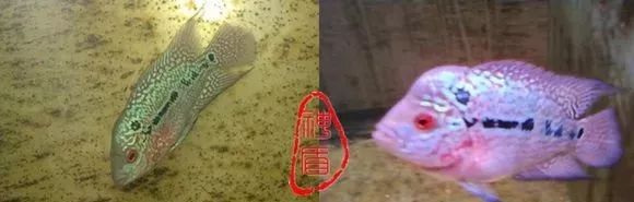 罗汉鱼刚出生图片,罗汉鱼是杂交鱼