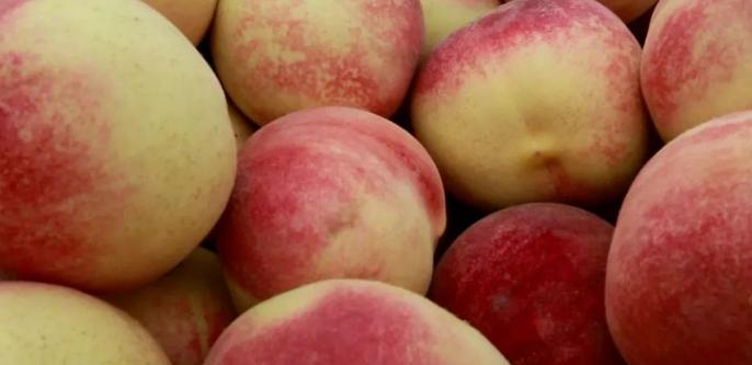 超早红蜜桃糖度是多少,四川春雪蜜脆蜜桃糖度