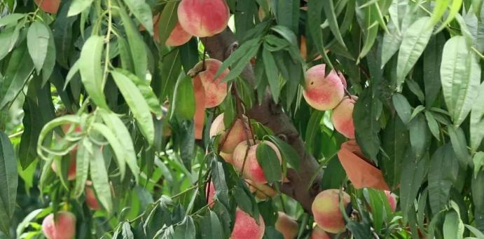 超早红蜜桃糖度是多少,四川春雪蜜脆蜜桃糖度