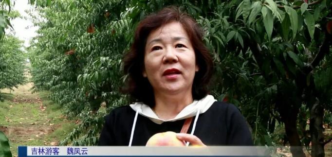 超早红蜜桃糖度是多少,四川春雪蜜脆蜜桃糖度