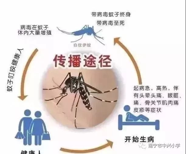 预防登革热致家长的一封信,通知家长做好预防登革热的通知