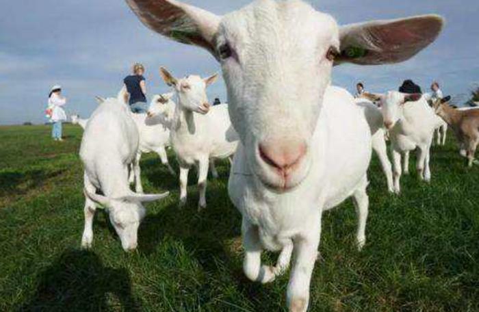 属羊的宝宝哪个时辰出生好,到底是十羊九不全还是十羊九福全