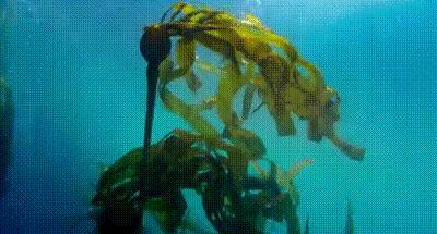 柔嫩抛光|脸上搓出3斤泥!难怪又黄又暗又黑头!10秒给脸蛋“剥壳”,厉害