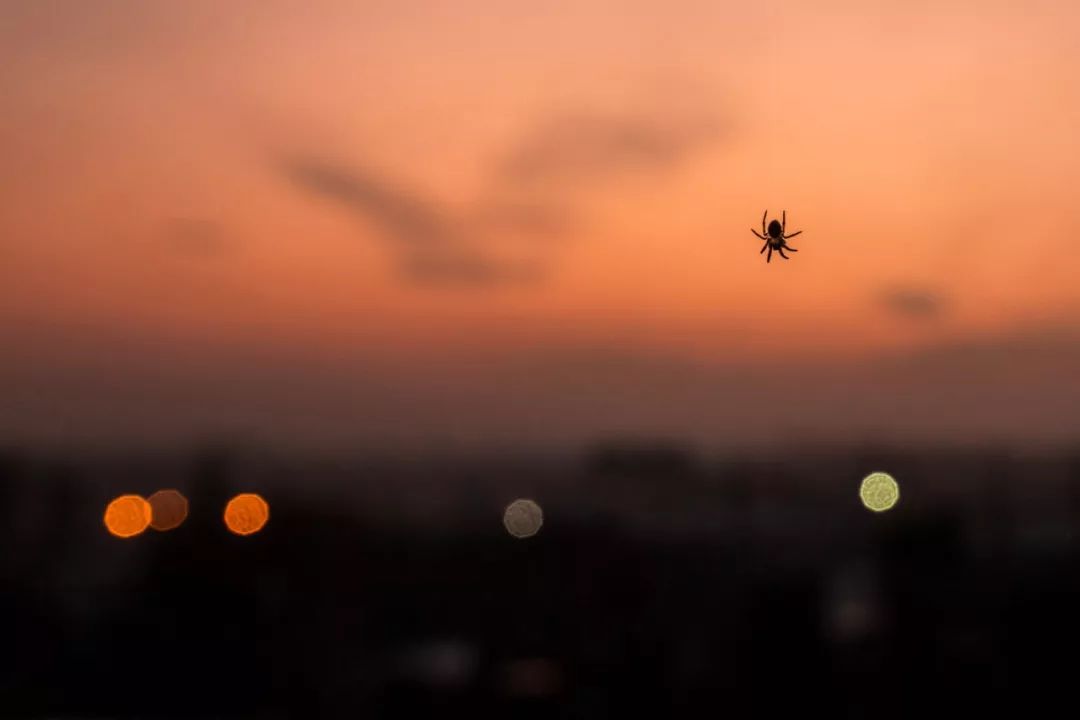 老鼠苍蝇蚊子蟑螂是人类的天敌吗,苍蝇蚊子蟑螂是保护动物吗